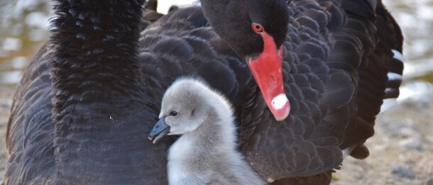 Swan and baby at Black Swan Lake