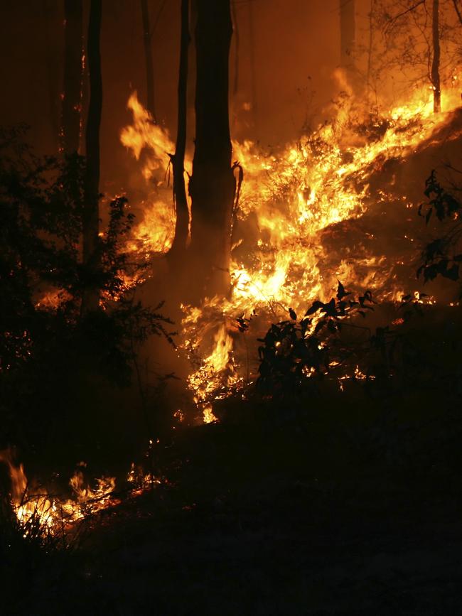 Bushfire/Wildfire closeup at night.