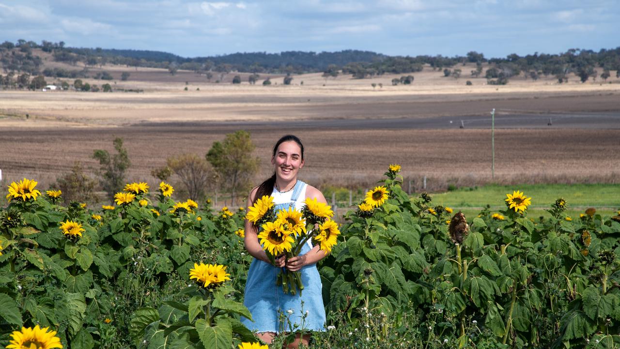 Taylor Horton.Open day at Warraba Sunflowers, Cambooya. Saturday June 29th, 2024