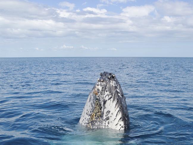 Motel ready for winter whale watchers amid booking boom