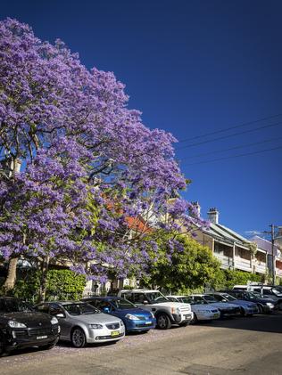 Purple petals galore in Paddington. Picture: Destination NSW.