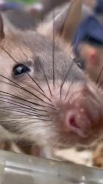 Rats trained for search and rescue missions