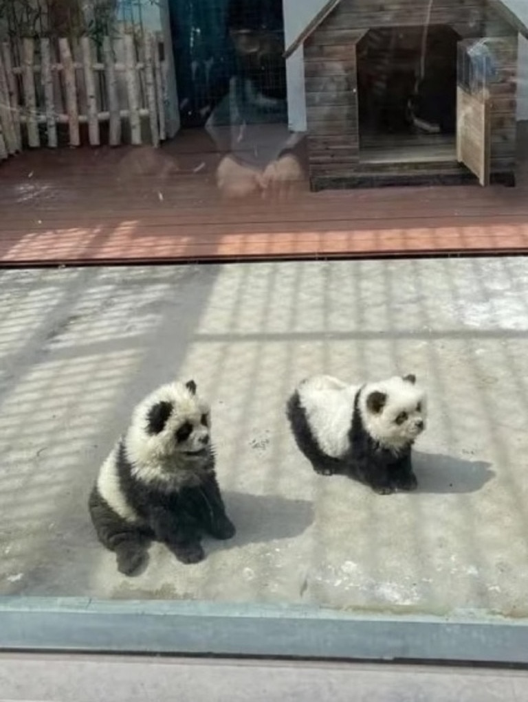 The zoo later admitted the animals were painted chow chow pups. Picture: Jam Press