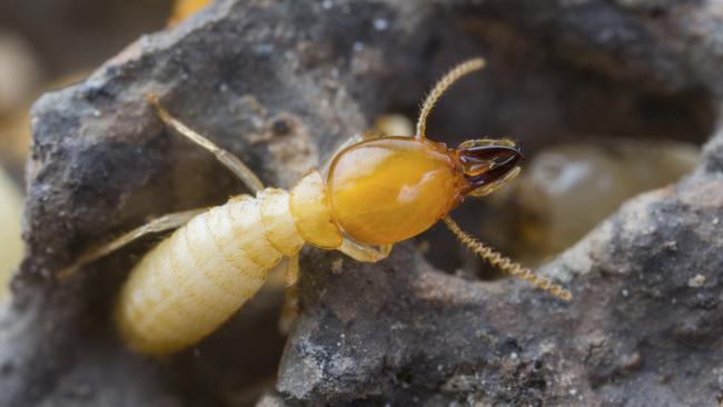 Termites have been causing a problem in Cherrybrook.