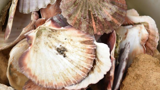 Experts fear shellfish reef restoration projects in Moreton Bay are stagnating. Photo . supplied.