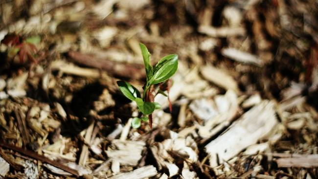 The mulch will be transported to an adjoining site for processing by Go Grow, a company established nearby that supplies potting mix and landscape supplies.