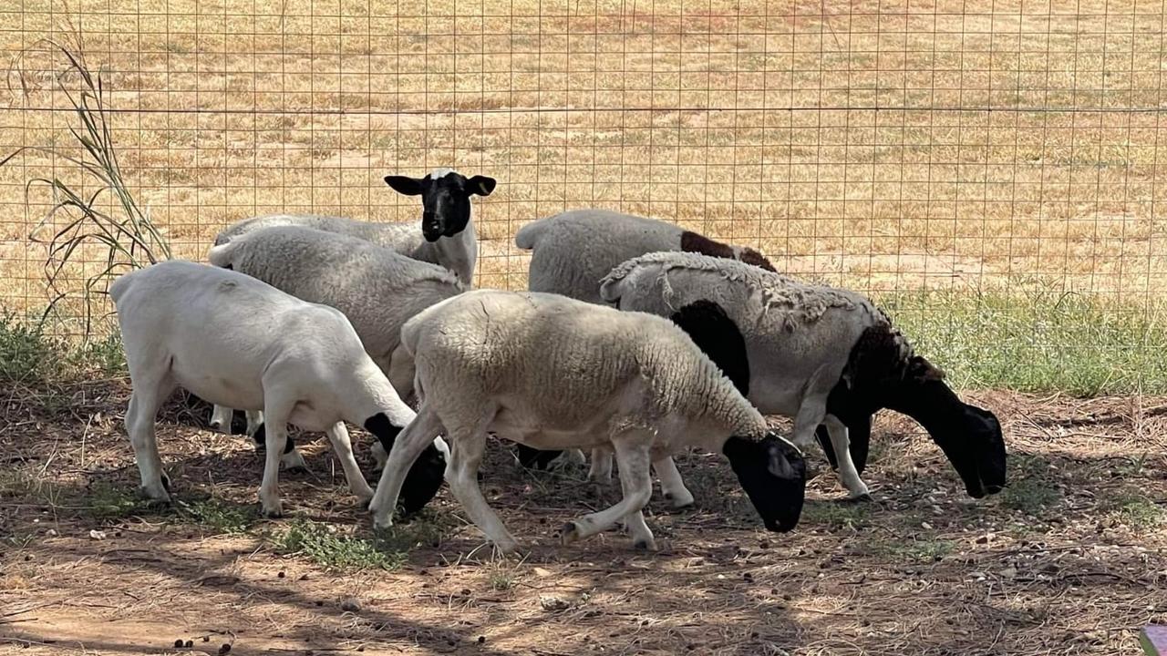 A lamb which was an integral part of the Blackwater State High School's agricultural science program was slaughtered and butchered by an unknown person.