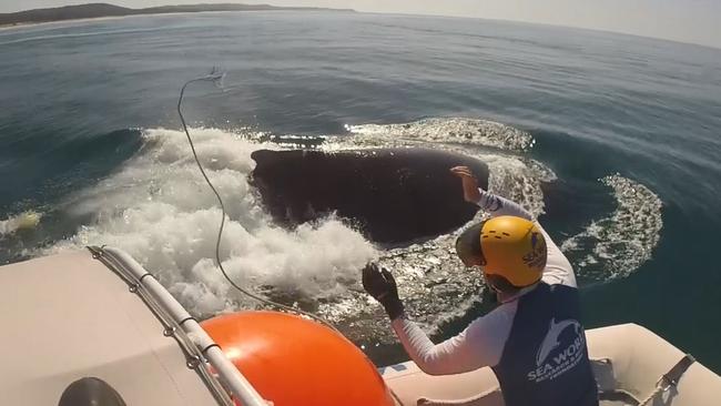 Humpback Whale Freed From Netting Off Point Lookout North Of Gold Coast ...