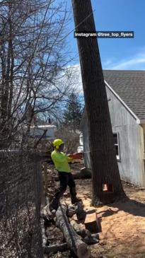 Satisfying way to fell a tree with limited space