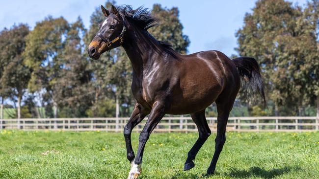 Makybe Diva at Makybe Stud Gnarwarre earlier this year. Picture: Jason Edwards