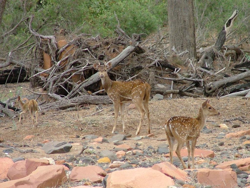 Feral chital deer with young. Picture: Queensland Government