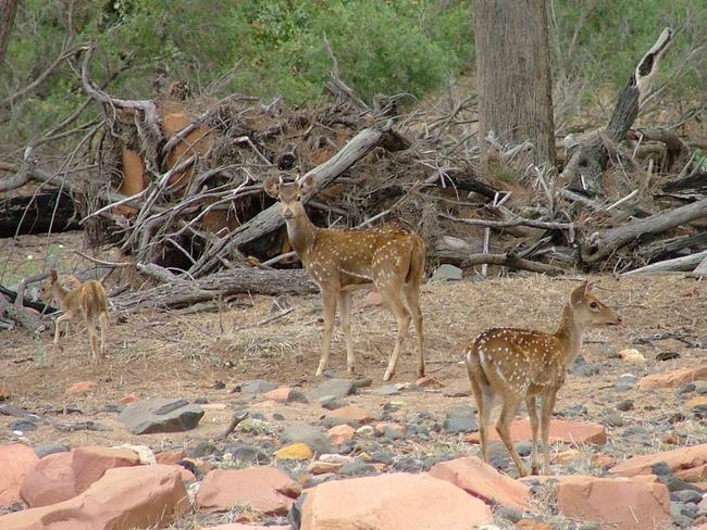 Feral chital deer with young. Picture: Queensland Government