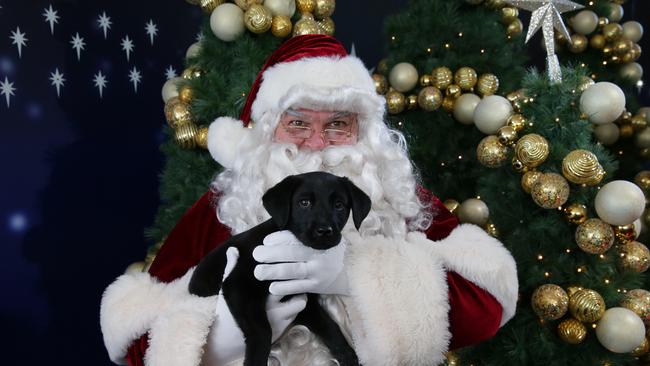 Pet Santa Terms and Conditions for Hornsby Advocate giveaway | Daily