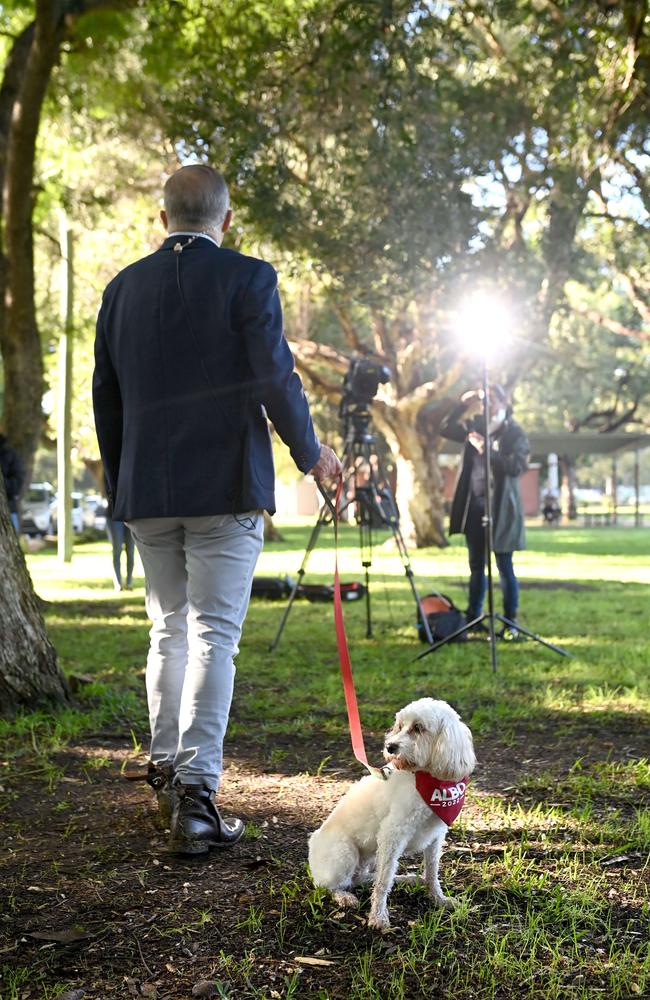 Mr Albanese leaves his home for a walk with dog Toto. Picture: NCA NewsWire / Jeremy Piper