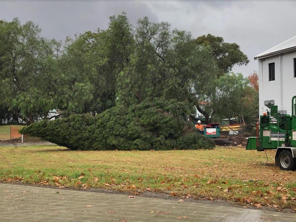 Workers were cutting the Rosebery trees to remove them from the reserve. Picture: Steven Deare