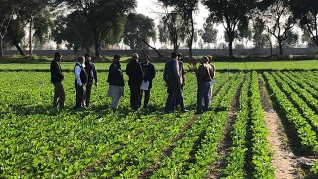 SHAREHOLDERS VOTE: In a sugar beet field in Pakistan, Isis Central Sugar Mill chairman Peter Russo discusses the possibility of the Almoiz Group acquiring a 54.03 per cent stake in the mill.