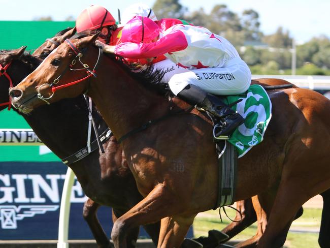 Zaru (outside) looks a good chance in the TAB Highway. Picture: Grant Guy