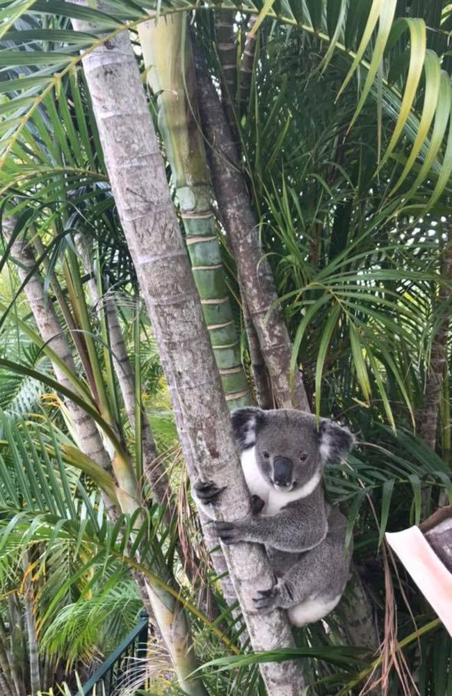 Carter the koala from Mt Gravatt East died on July 25.