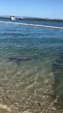 Shark spotted in swimming enclosure at Tipplers, South Stradbroke Island