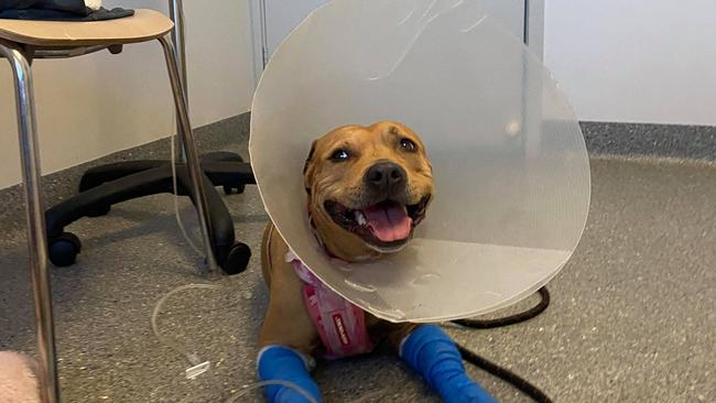 Milly the staffy is still being treated after being bitten by a venomousbrown snake on Monday afternoon.