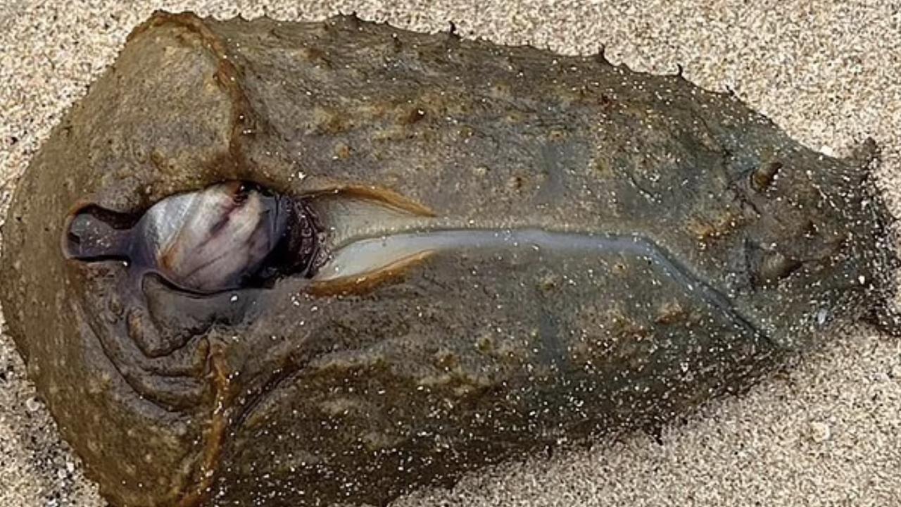 Alien-like creatures are washing up on Sydney beaches.