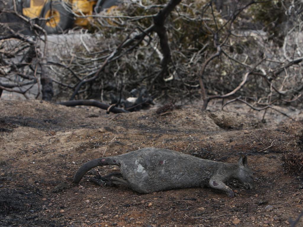 It’s estimated millions of native animals were killed in the fires too. Picture: Emma Brasier/AAP