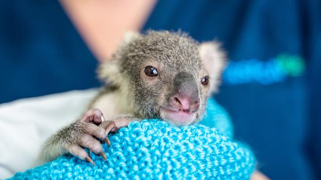 Katia was brought into RSPCA Queensland's wildlife hospital. Photo: Peter Wilson