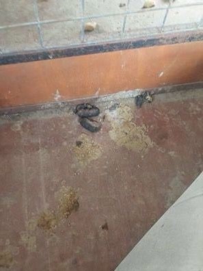 Dried faeces inside Jack Trengove’s kennel at Two Wells. Picture: Supplied