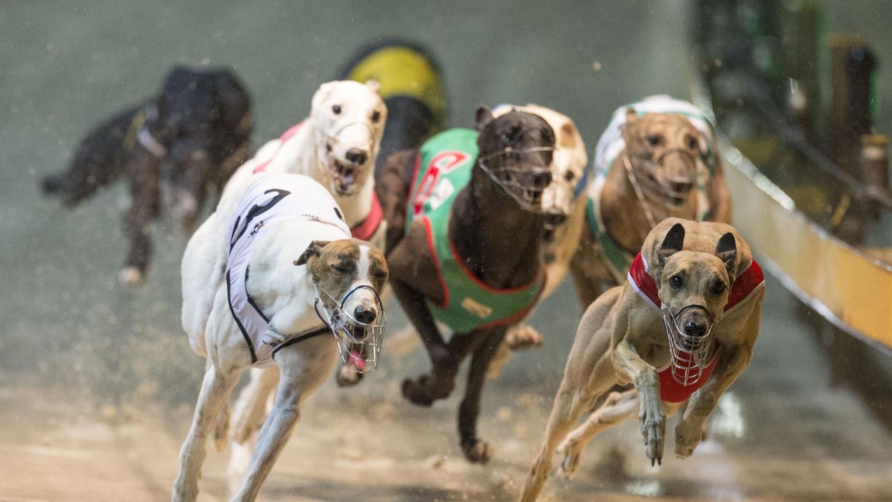 Greyhound Racing NSW's Friday Night Lightning series Wentworth park | Daily  Telegraph