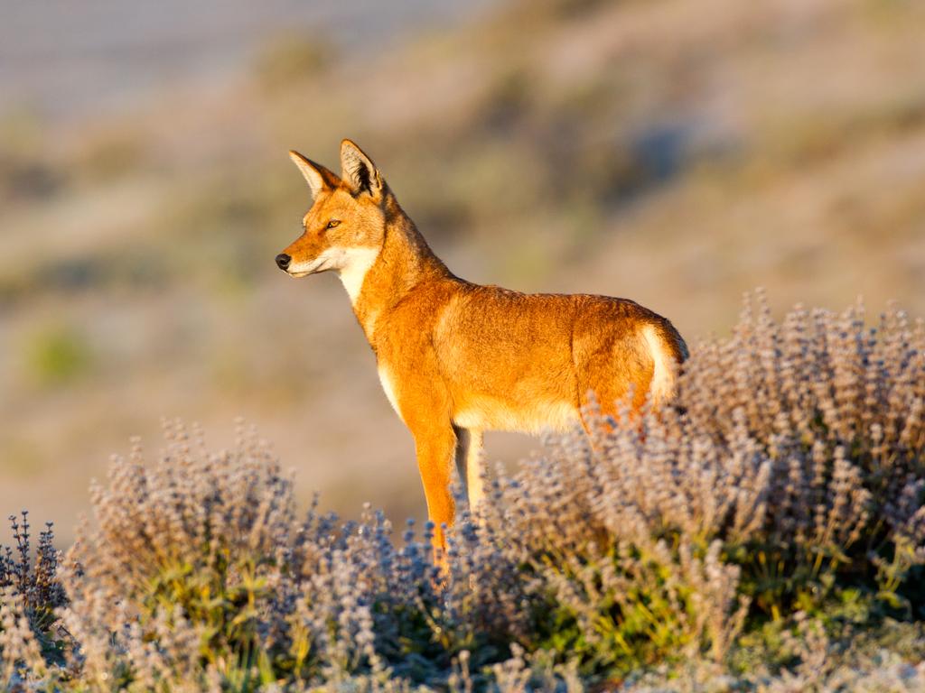 Ethiopian Wolf, Bale Mountains, Ethiopia. Picture: Will Burrard Lucas/topwilldlifesites.com