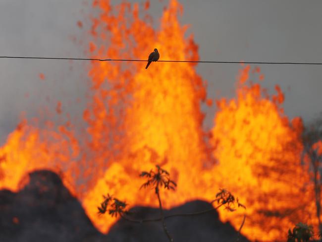 KAPOHO, HI - MAY 19: A bird rests on a wire as lava from a Kilauea volcano fissure erupts on Hawaii's Big Island on May 19, 2018 in Kapoho, Hawaii. The U.S. Geological Survey said the volcano erupted explosively on May 17 launching a plume about 30,000 feet into the sky.   Mario Tama/Getty Images/AFP == FOR NEWSPAPERS, INTERNET, TELCOS & TELEVISION USE ONLY ==