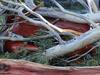 ‘You might want to step outside’: How Bella found out car crushed by tree