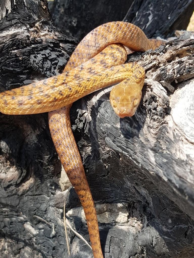 Brown tree snake from Currumbin. Gold Coast and Brisbane Snake Catcher Tony Harrison's best photos. Photo: Gold Coast and Brisbane Snake Catcher