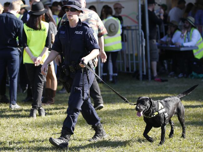 Police dog squad in action at Splendour in the Grass music festival in Byron Bay. Picture: AAP/Regi Varghese