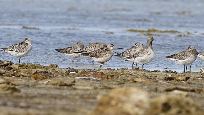 Godwit birds on Thompson Beach in 2014. Picture: Peter Corcoran