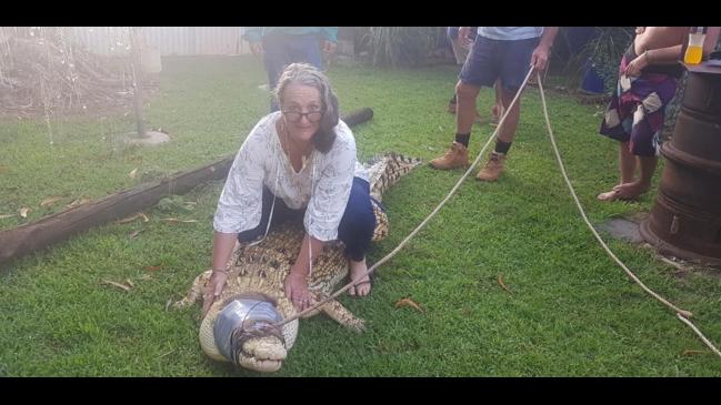 Fat Boy the white croc is relocated to Kakadu's Bark Hut