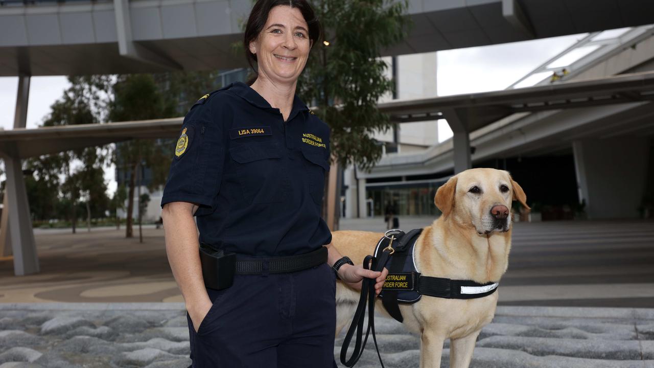 The dogs have been trained to detect the presence of the virus in sweat glands. Picture: Emma Brasier / NCA NewsWire