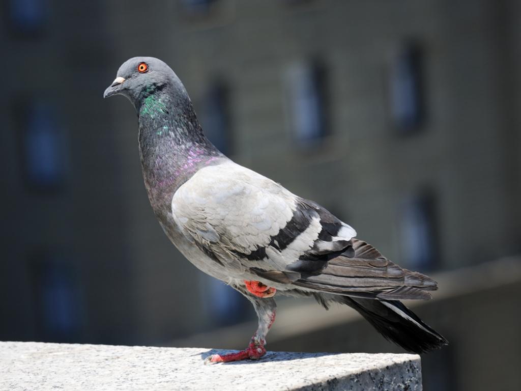 It is against the law to kill, injure or take a homing pigeon. FILE PIC