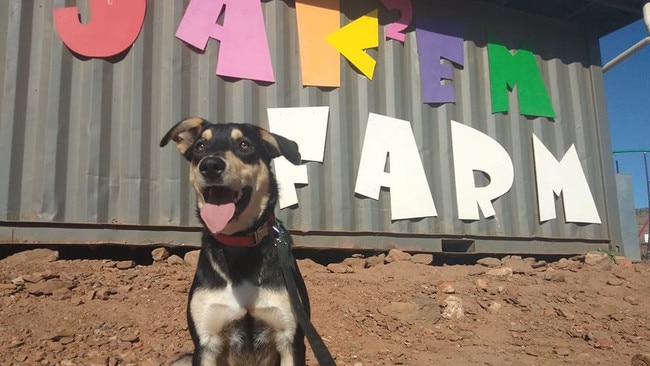 Scout has found his new forever home at JAKEM Farm in Callington.