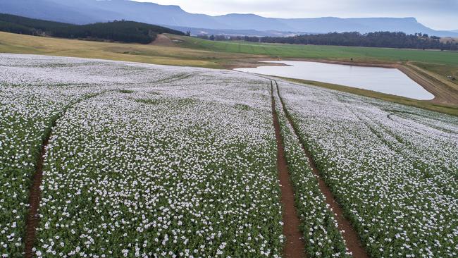 Poppies growing at Cressy. Picture: Chris Kidd