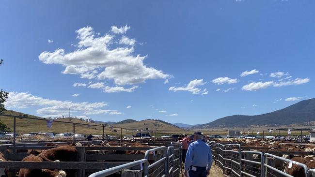 The atmosphere from Benambra, before 1750 cattle went go under the hammer this afternoon. Picture: Fiona Myers