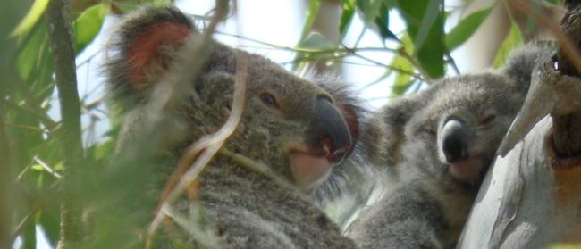 Community fears are growing that habitat where urban koalas like Joyner’s Meghan and Archie live is no longer protected under the State Government’s new koala habitat mapping strategy. Photo Sam Wakerley