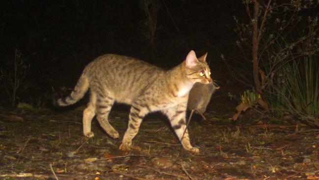 Feral cat in Tasmania carrying a native rat. Picture: supplied