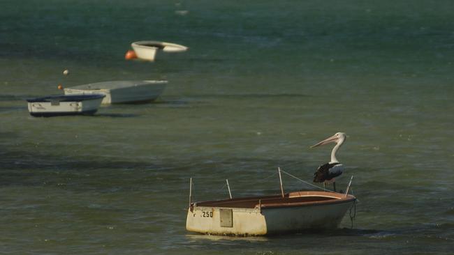 A pelican rests on an old boat at Golden Beach, Caloundra. Photo Michaela Glen / Sunshine Coast Daily