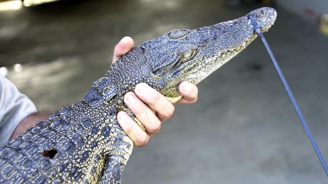 Two crocs similar in size to the one pictured were reportedly released into the Barron River near Big Sands in 2024.