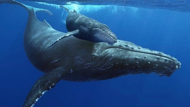 A mother and juvenile humpback whale.