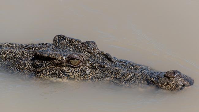 Saltwater crocodile Marilyn prepares for a feed. Picture: Che Chorley