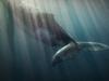 Three rare plants, an iconic whale species back from brink