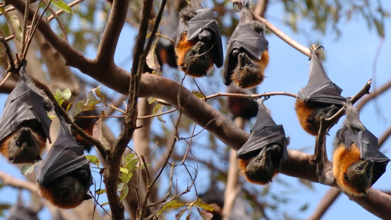 Australian bat lyssavirus — Public health warning issues with bat bites ...