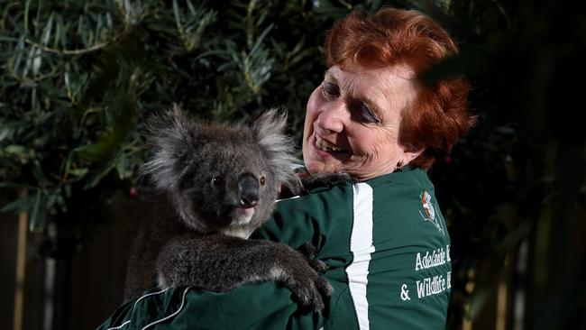 Adelaide Koala and Wildlife Hospital founder Rae Campbell with Honey. Picture: Sam Wundke